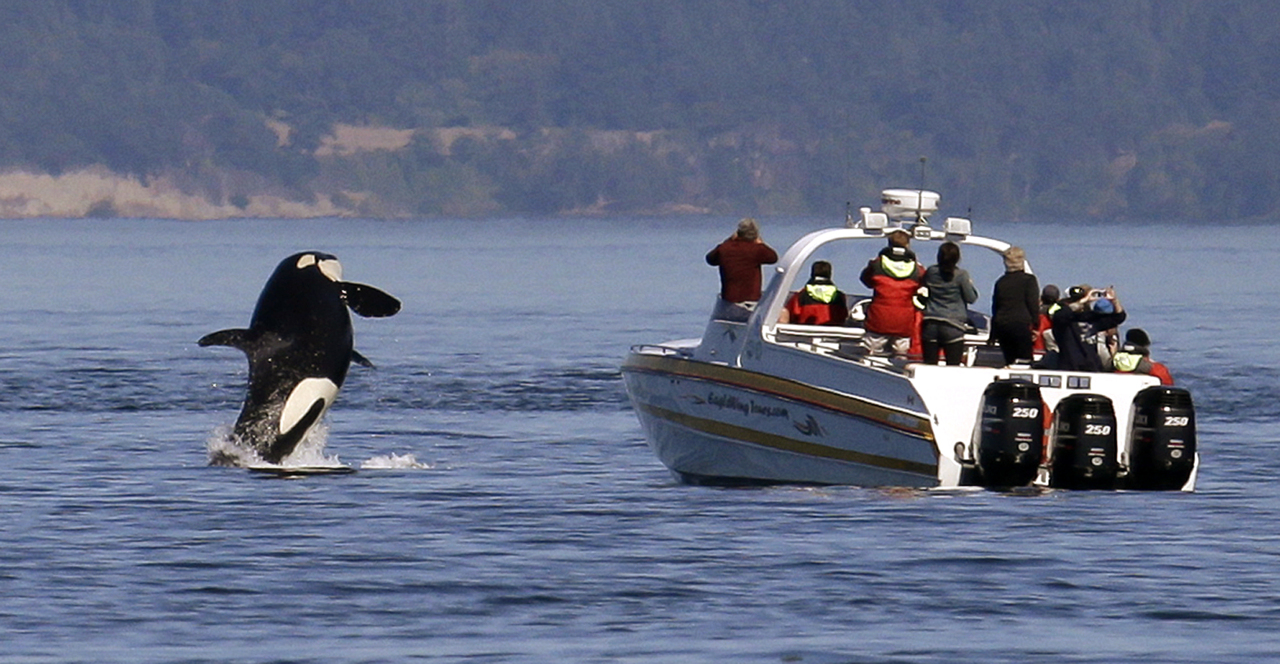 Editorial: Orca mom holds on to dead calf. Humans should hold on to this picture of grief