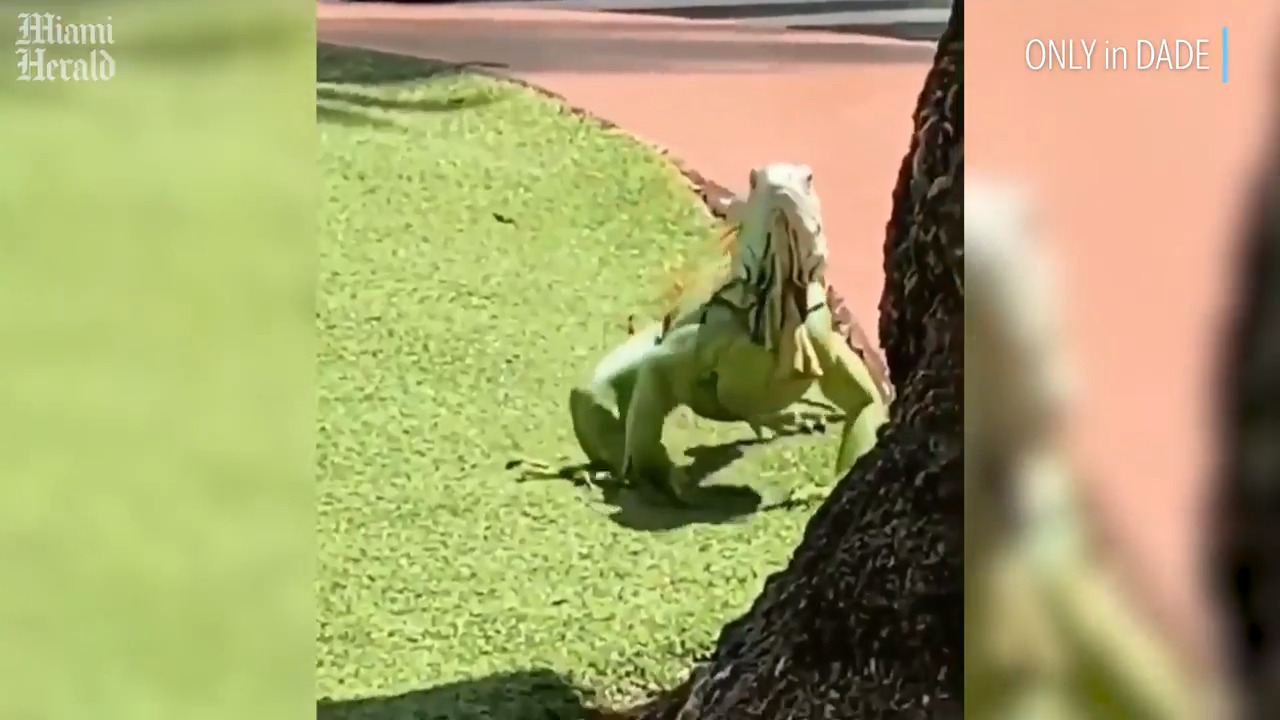 Large ‘dinosaur-sized’ iguana spotted strolling in Miami Beach