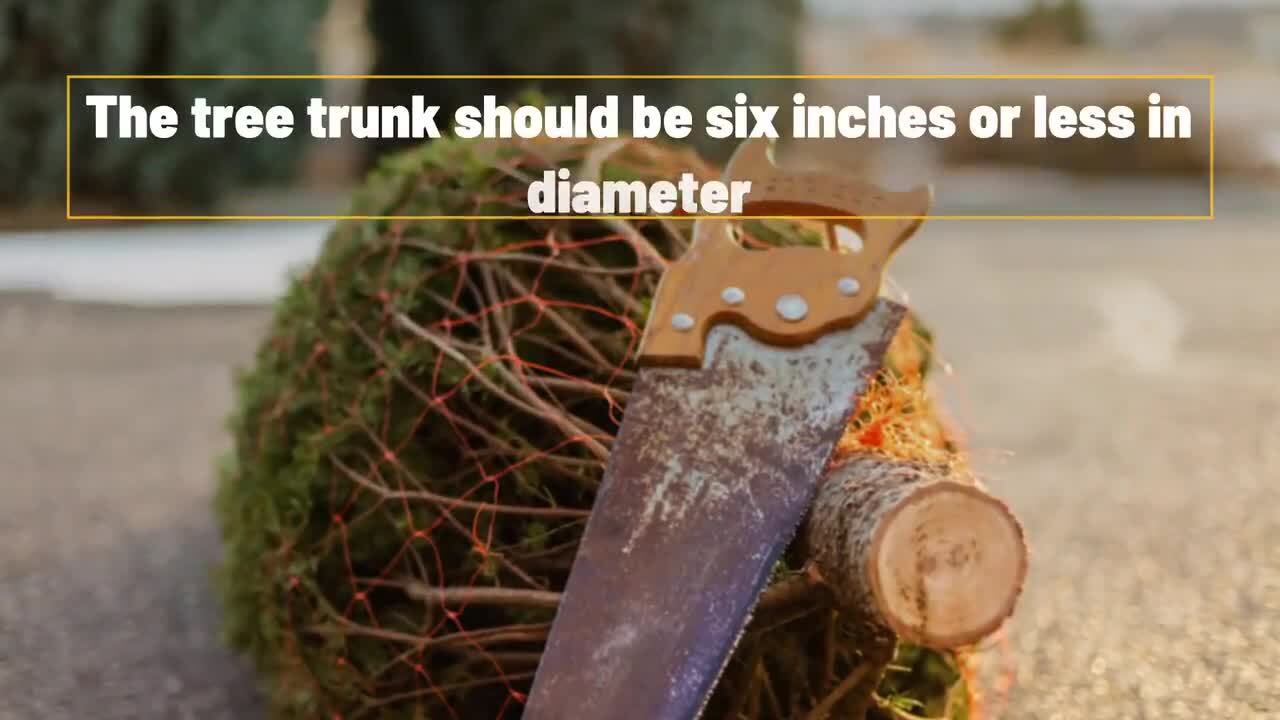 What You Need To Know Before Chopping Down Your Own Christmas Tree