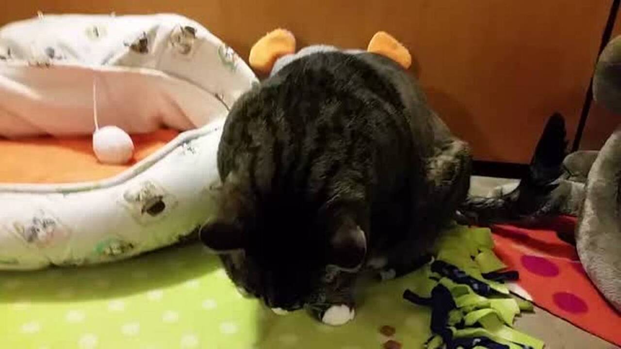 Meet Charlotte, one of the adoptable cats at Bradshaw shelter’s #FelineFriday