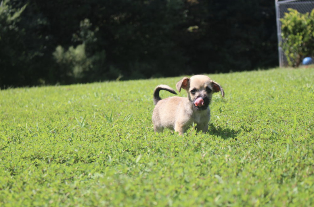 Puppy tied to tree in NC swamp, SPCA of Wake County says Raleigh News