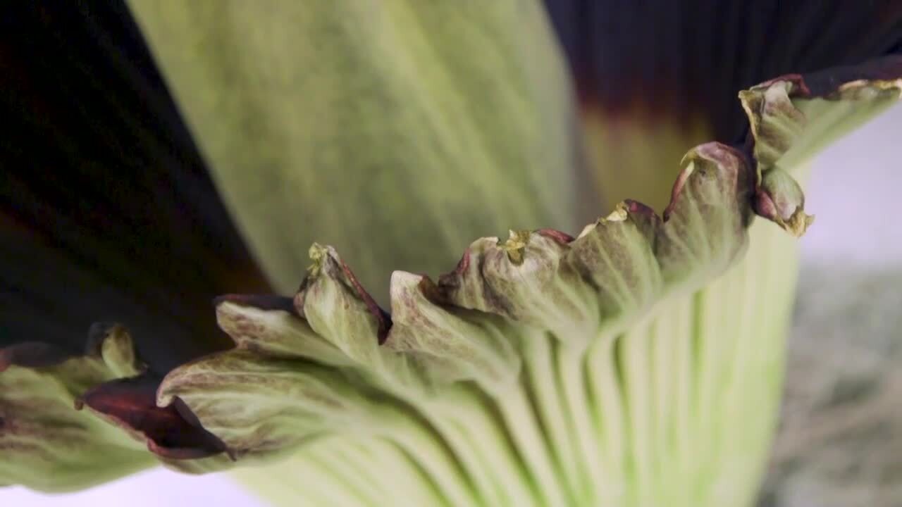 Watch people react to smelly corpse flower