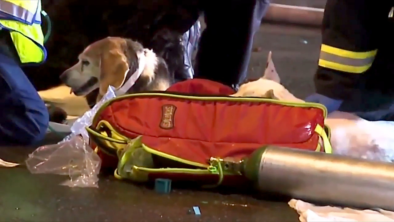 Fire that killed 7 cats at Durham animal hospital was accidental. Dogs, iguana saved.