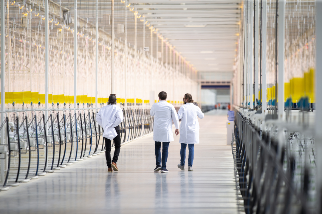 A look inside a new greenhouse set to grow 45 million pounds of tomatoes in Kentucky