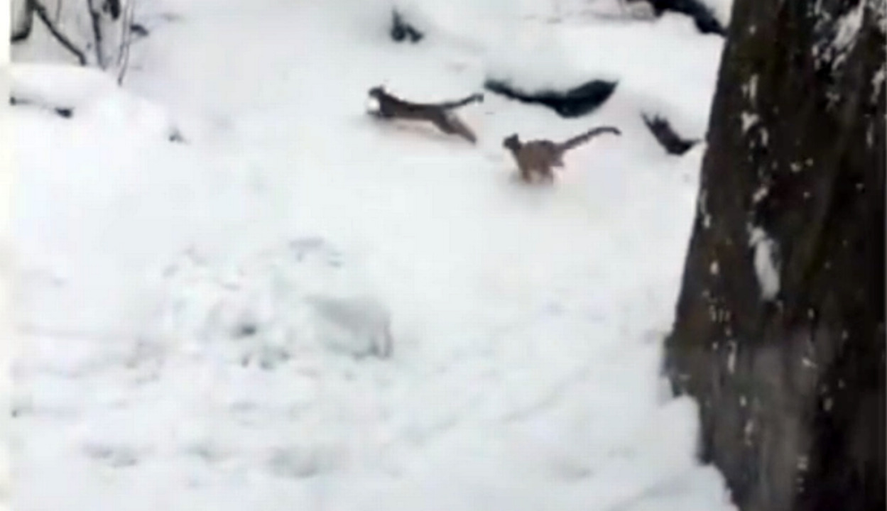 Otters and cougars play in the snow - but not together