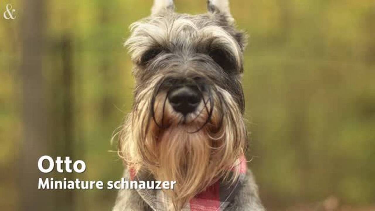 A moussed schnauzer, a dyed sheepdog and other area canines vying for dog show glory