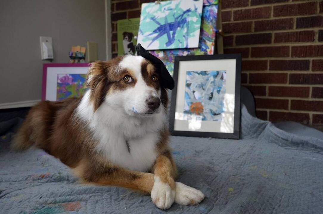 Meet Ivy, the beer fetching, picture painting Australian Shepherd