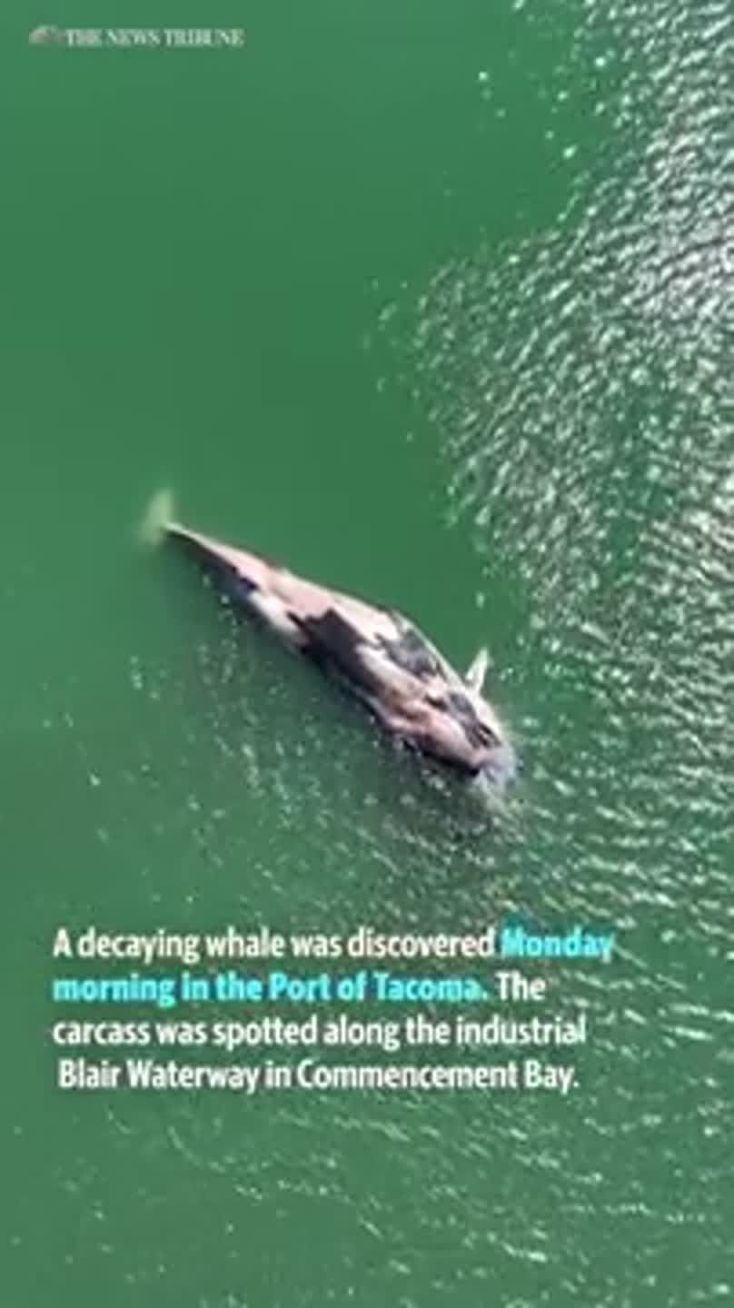 Decaying whale found in Port of Tacoma prompts WDFW, NOAA investigation