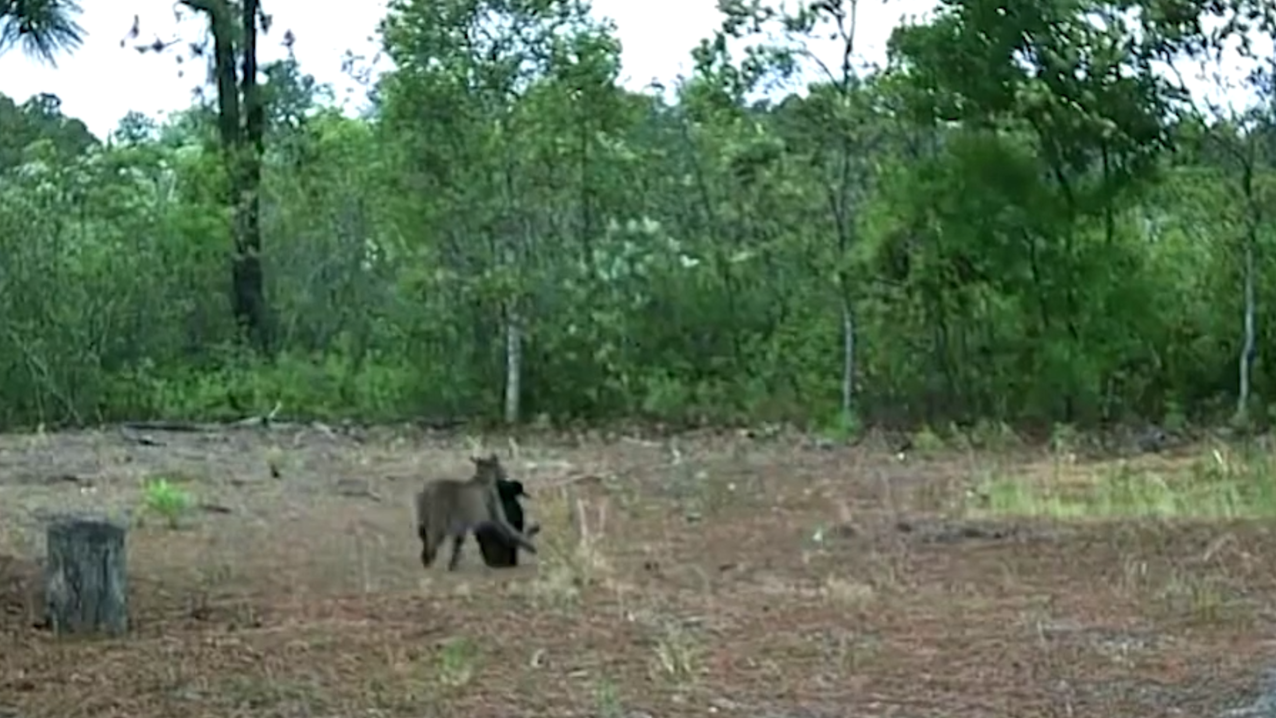 Horry County trailcam catches bobcat with dinner in its mouth