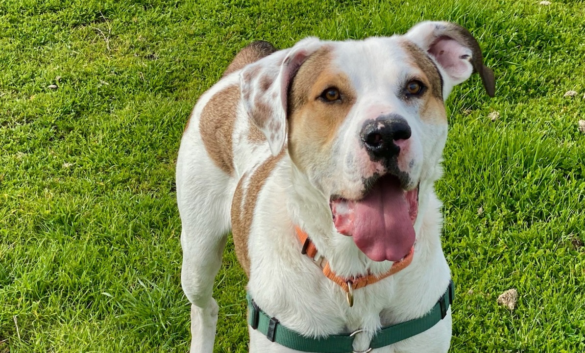 Pet Tales: Meet Samson, a big boy with lots of love to give