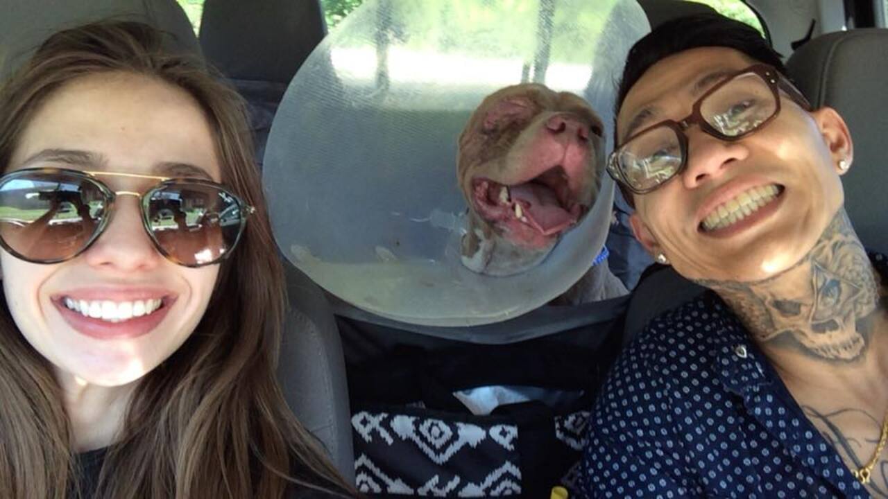 Man has tearful reunion with dog 3 months after the pit bull was kidnapped