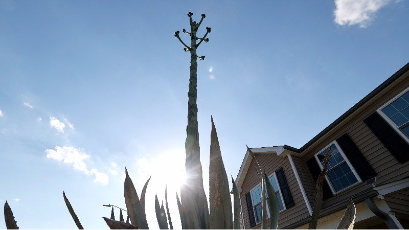 Agave plant in death bloom shoots up 25 feet in a single month