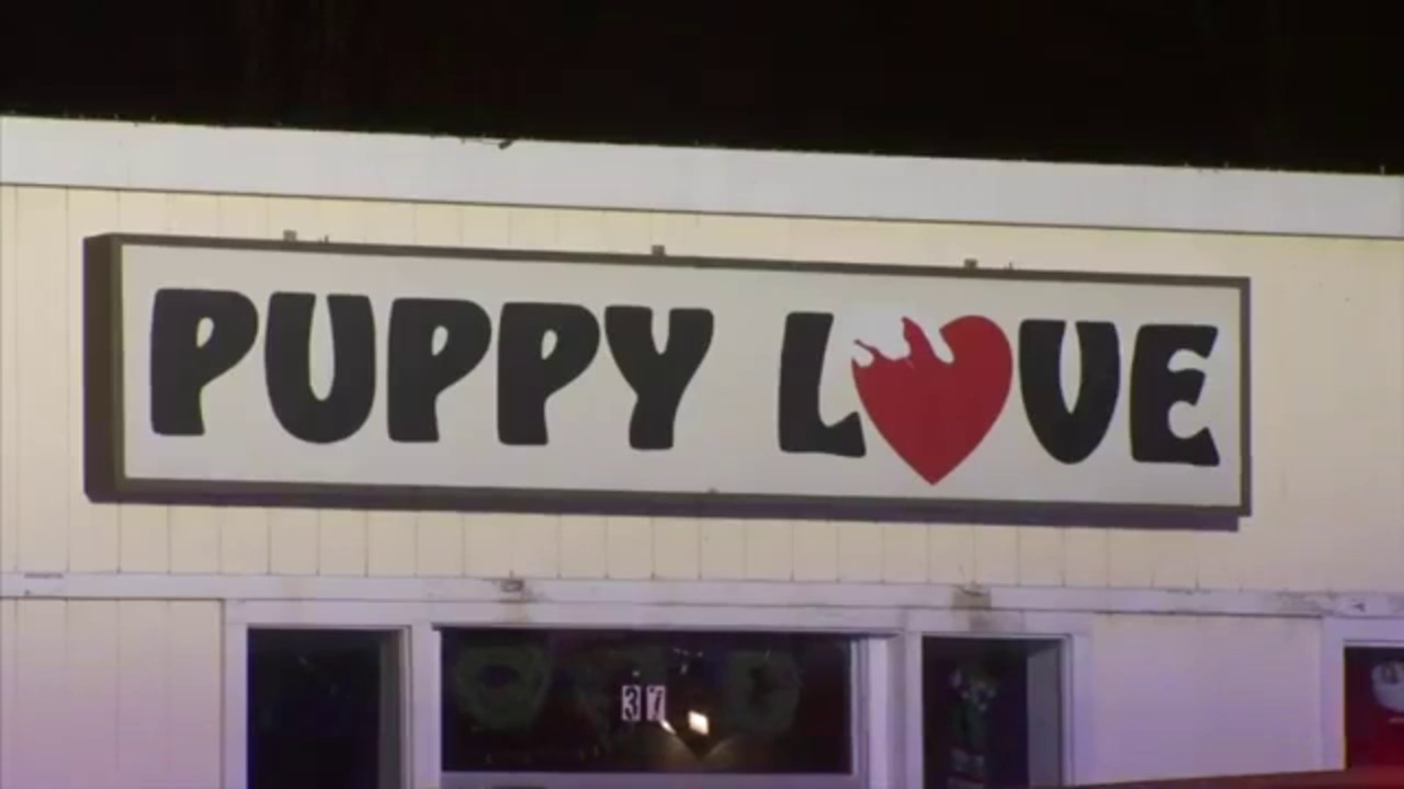 86 puppies rescued from pet store fire