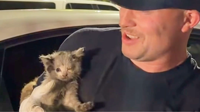 A kitten rescued from underneath a parked car, firefighter adopts the kitten.