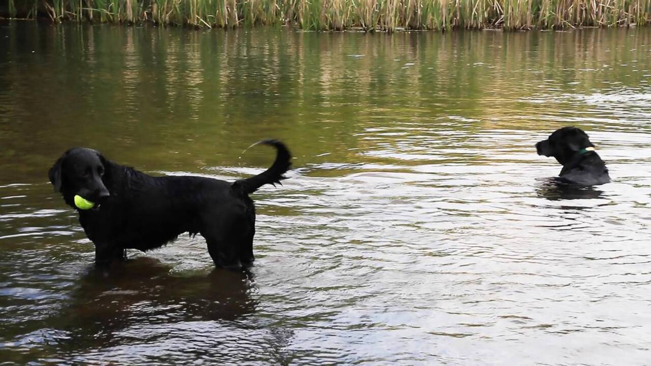 Know the signs of heat stroke in your dog — and key steps you can take to prevent it