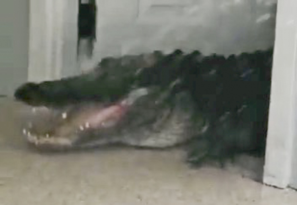 Hilton Head woman stumbles upon an 8-foot gator. Work crew says “We could catch him”