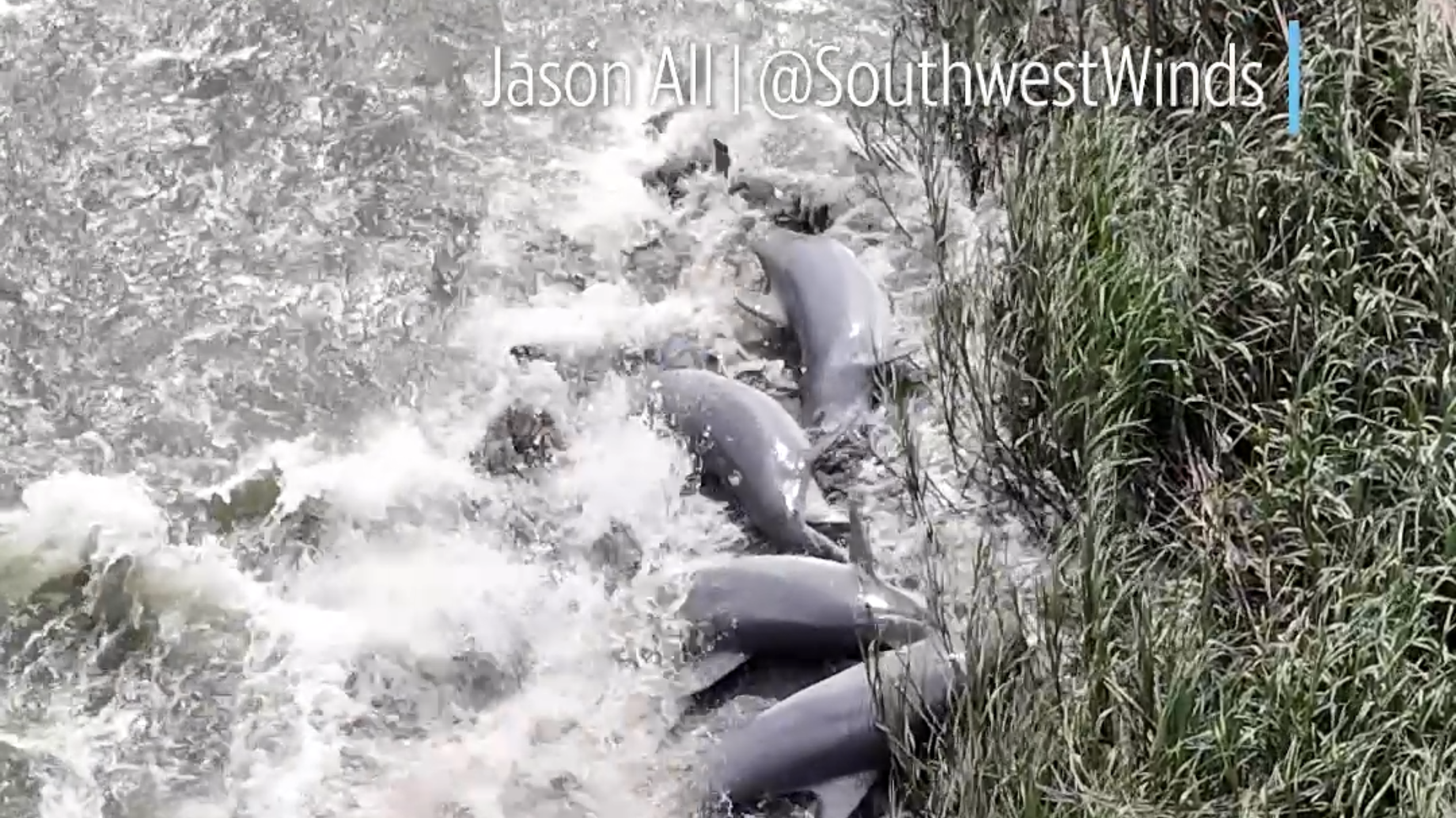 Drone footage captures 4 dolphins working together to eat