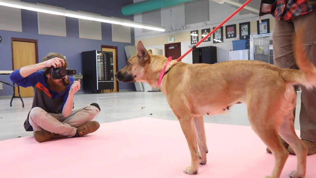 Say “woof!” Portrait sessions with Idaho Humane Society dogs