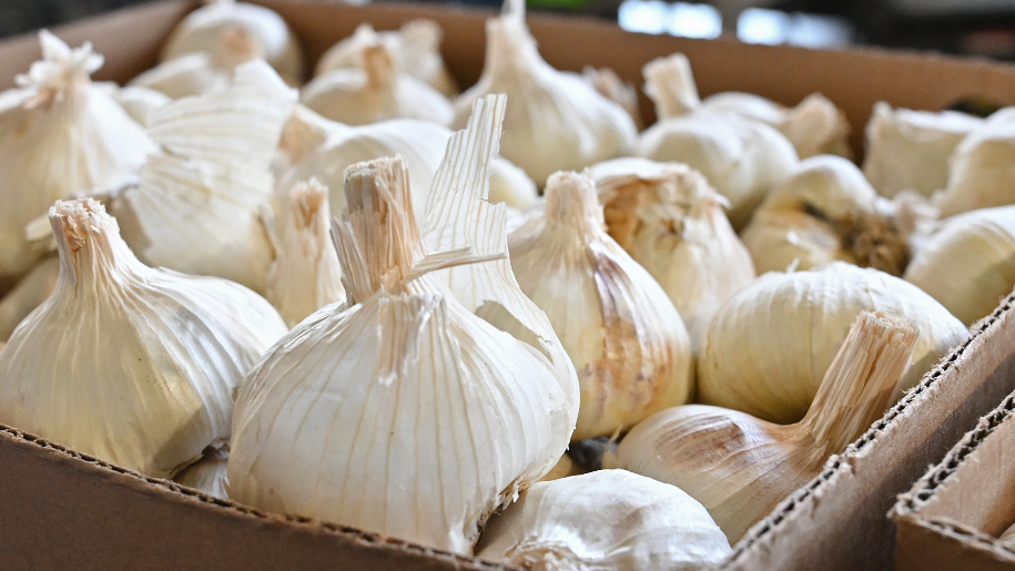 See what makes the Central Valley the real garlic capital of the world