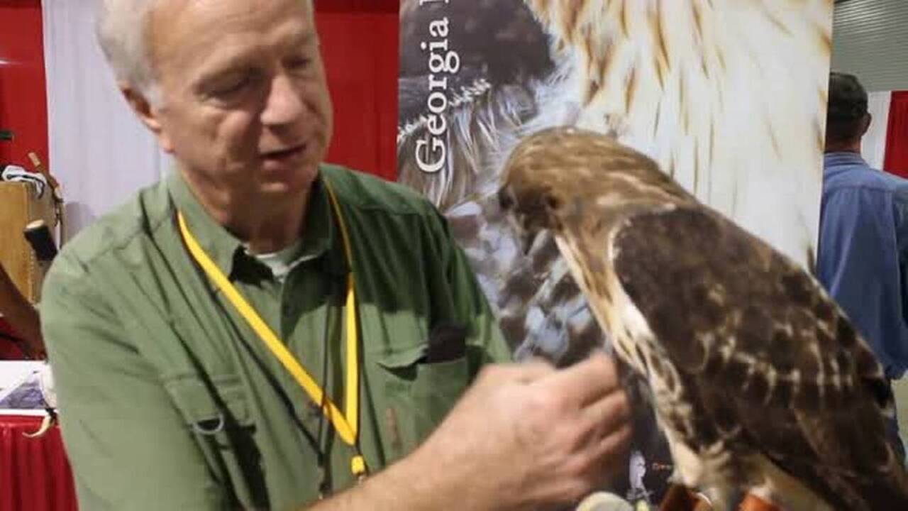 Inca, a red-tailed hawk, was trapped in Union County