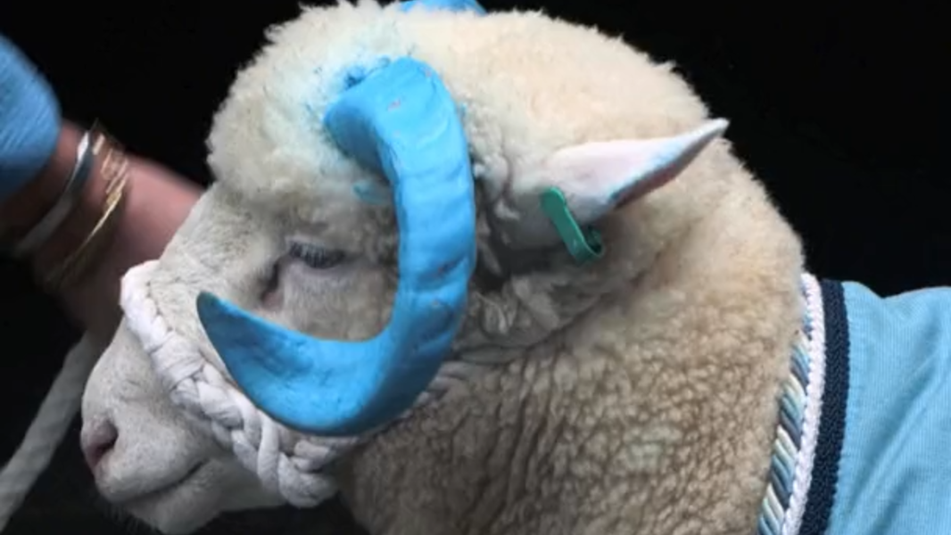 Meet Seamus the ram, who greets UNC football fans in Ireland