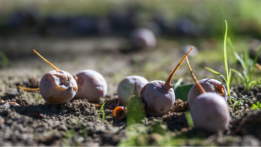 Listen to visitor describe stinky ginkgo tree smell at California Capitol