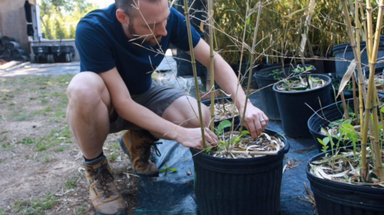 Banking on bamboo-growing opportunities
