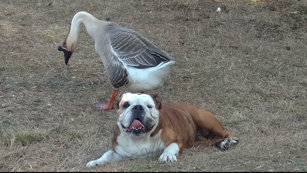 A bulldog is lost, and his heartsick goose friend has inspired an online search to reunite them