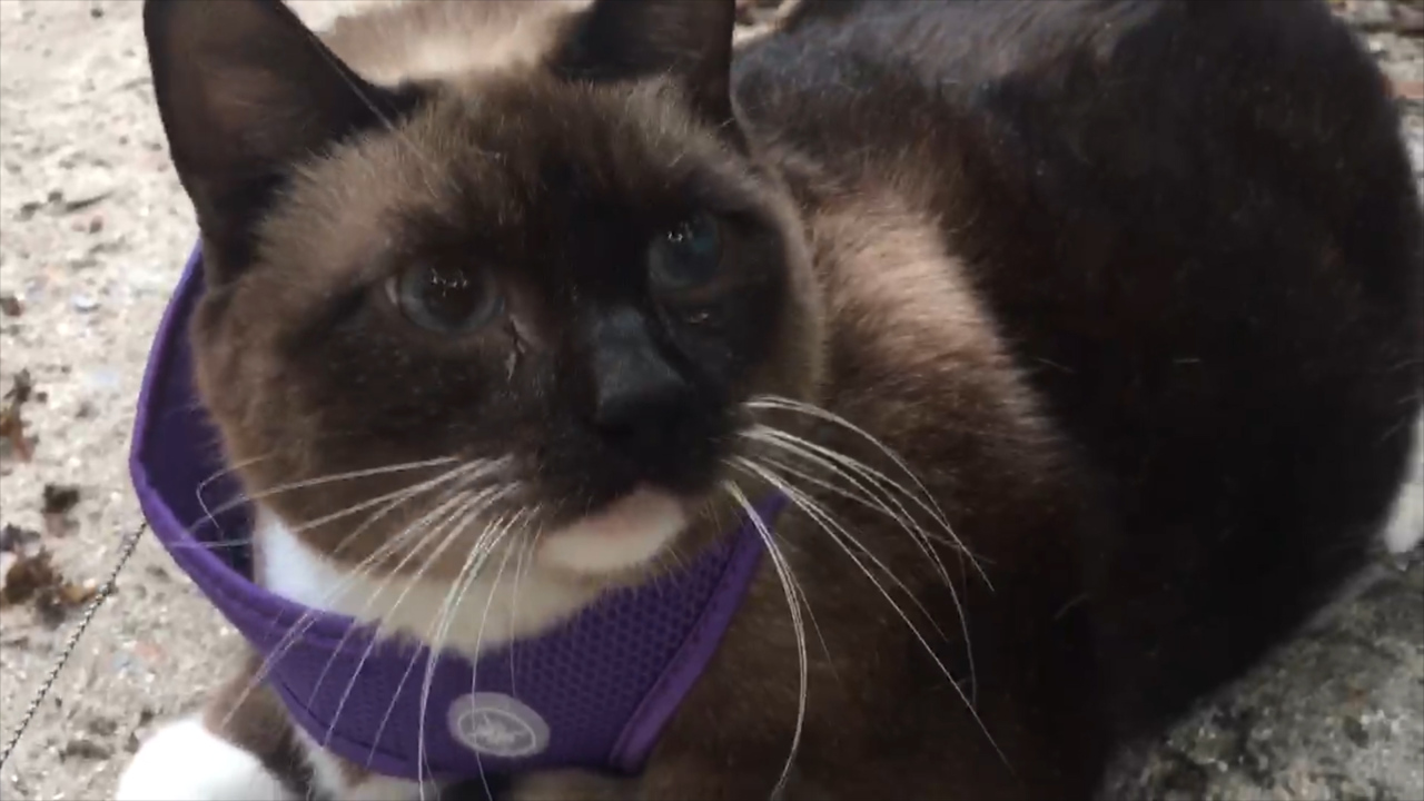 Meet Miami’s fat cat, a 35-pound Siamese. She’s part of a pet obesity epidemic