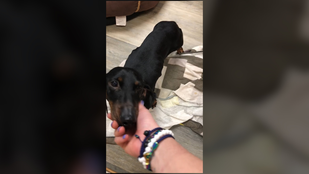 Missouri deputy rescues dachshund abandoned, bound up in duct tape