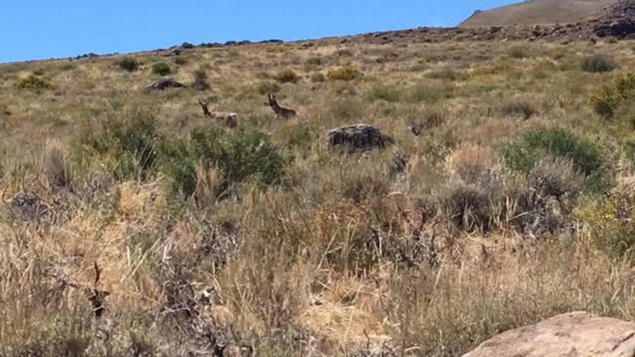 High Desert Wildlife