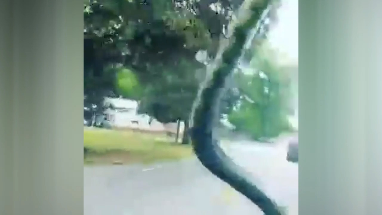 Snake slithers up windshield as SC woman drives to work