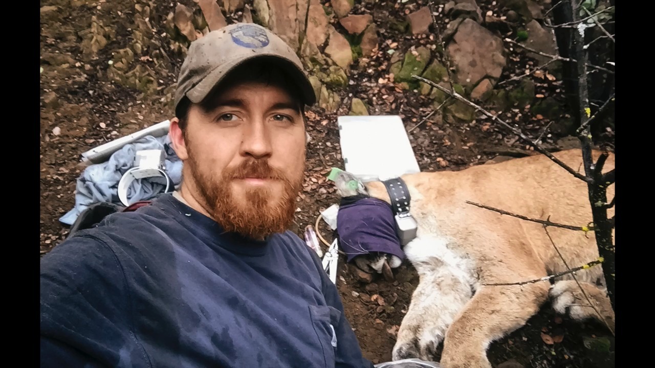 Chasing big cats: Meet the first mountain lions caught for research in SLO County