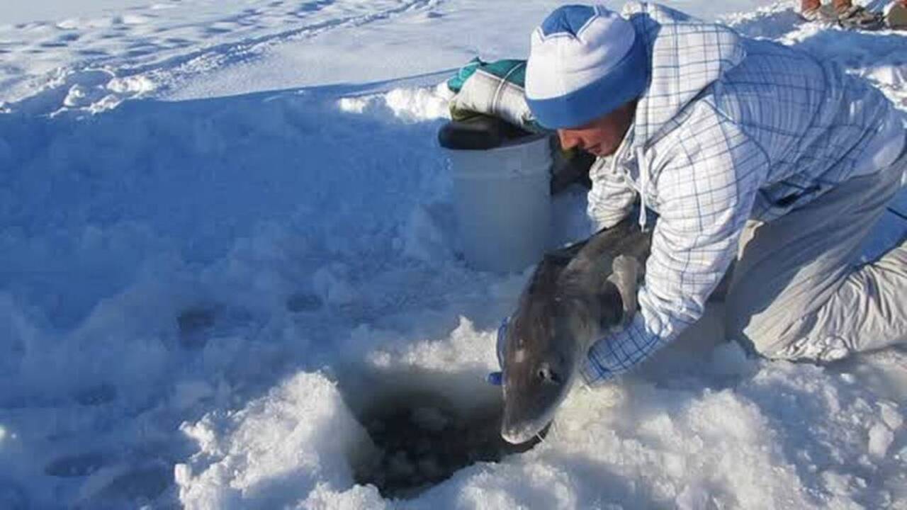 Ice fishing for sturgeon? Yep, it can be done in Idaho