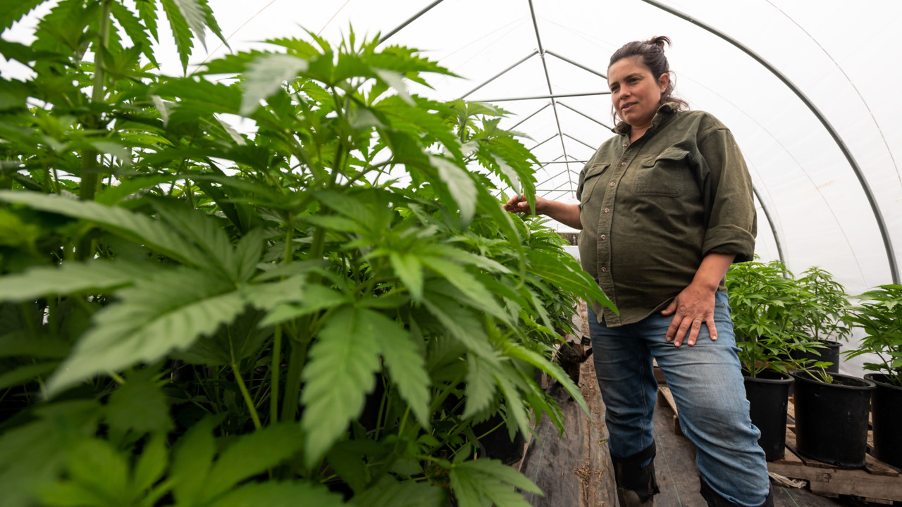 California marijuana growers would see tax relief under Gavin Newsom’s proposed budget