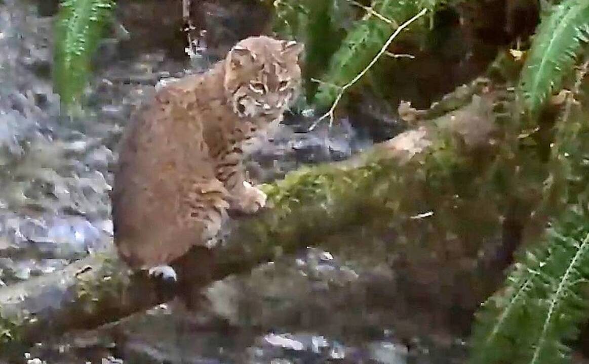 Watch a bobcat fishing for salmon