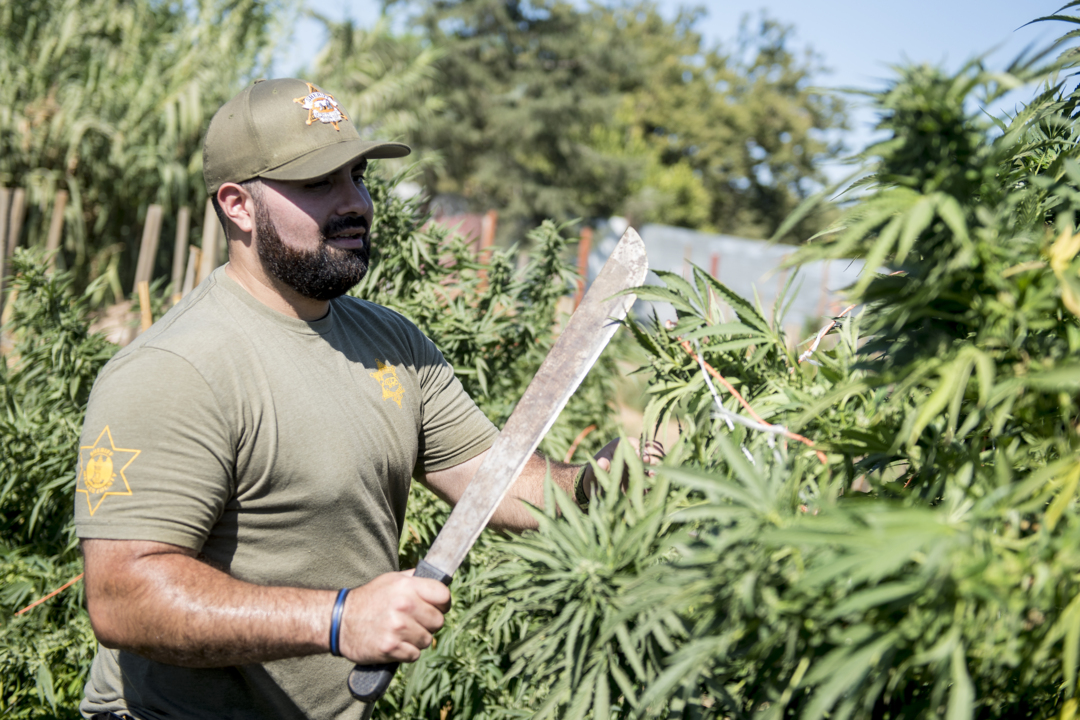 Taxes pay for Merced County illegal pot eradication. Sheriff wants that to change