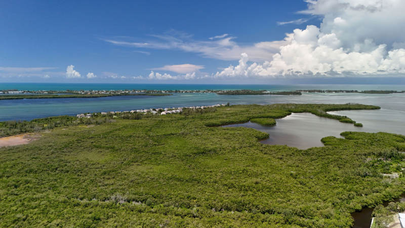 Nature’s guardians: How wetlands purify, protect, and provide