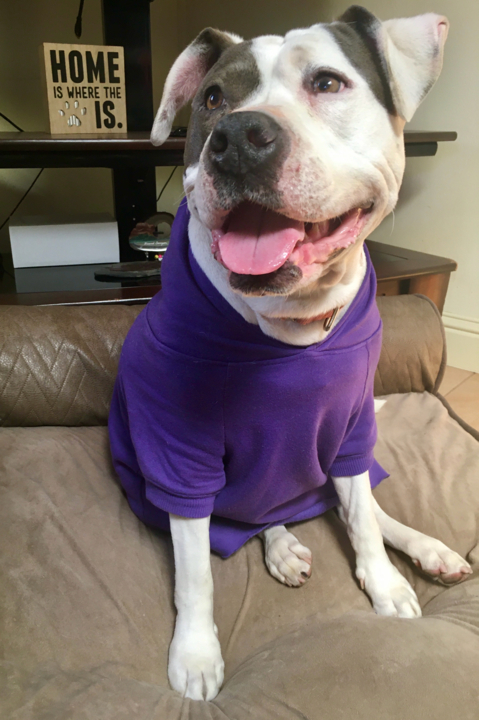 Daisy the pit bull was in ‘world of hurt.’ Now she’s healthy and looking for a new home