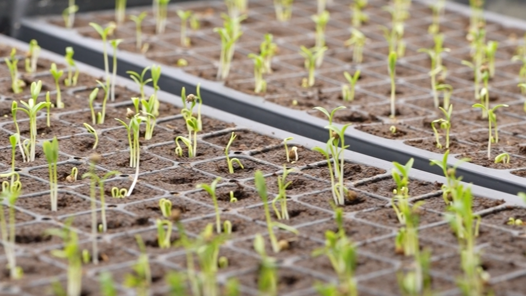 FarmWild: An urban aquaponics farm bringing sustainable food to Bellingham