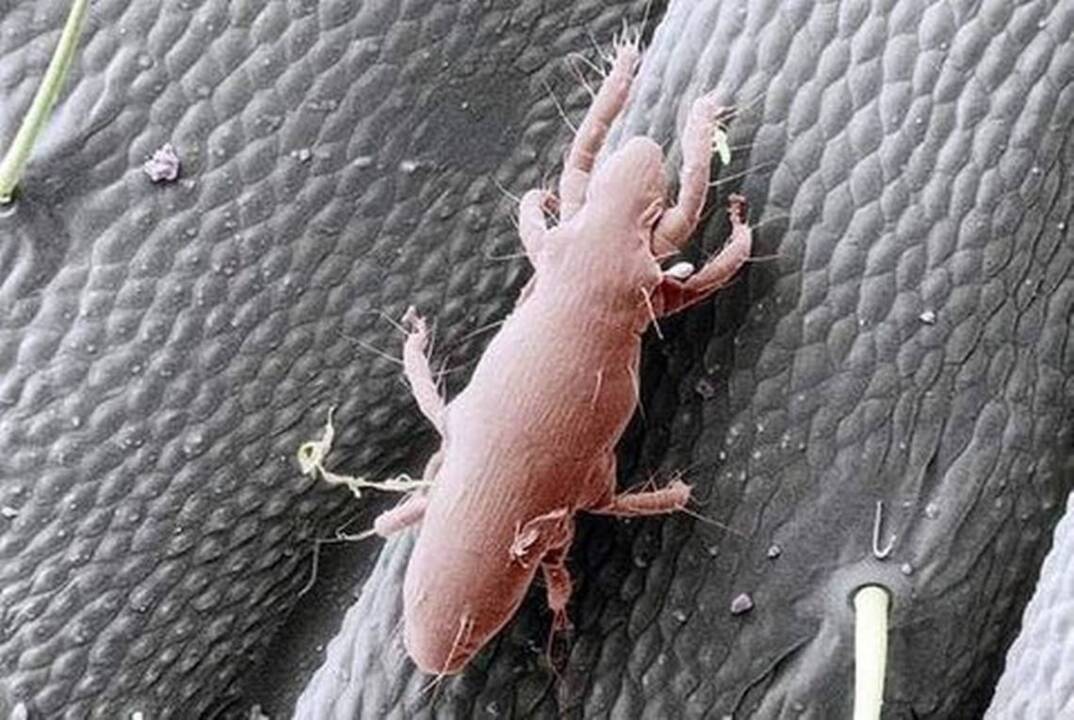 How to avoid oak mite bites