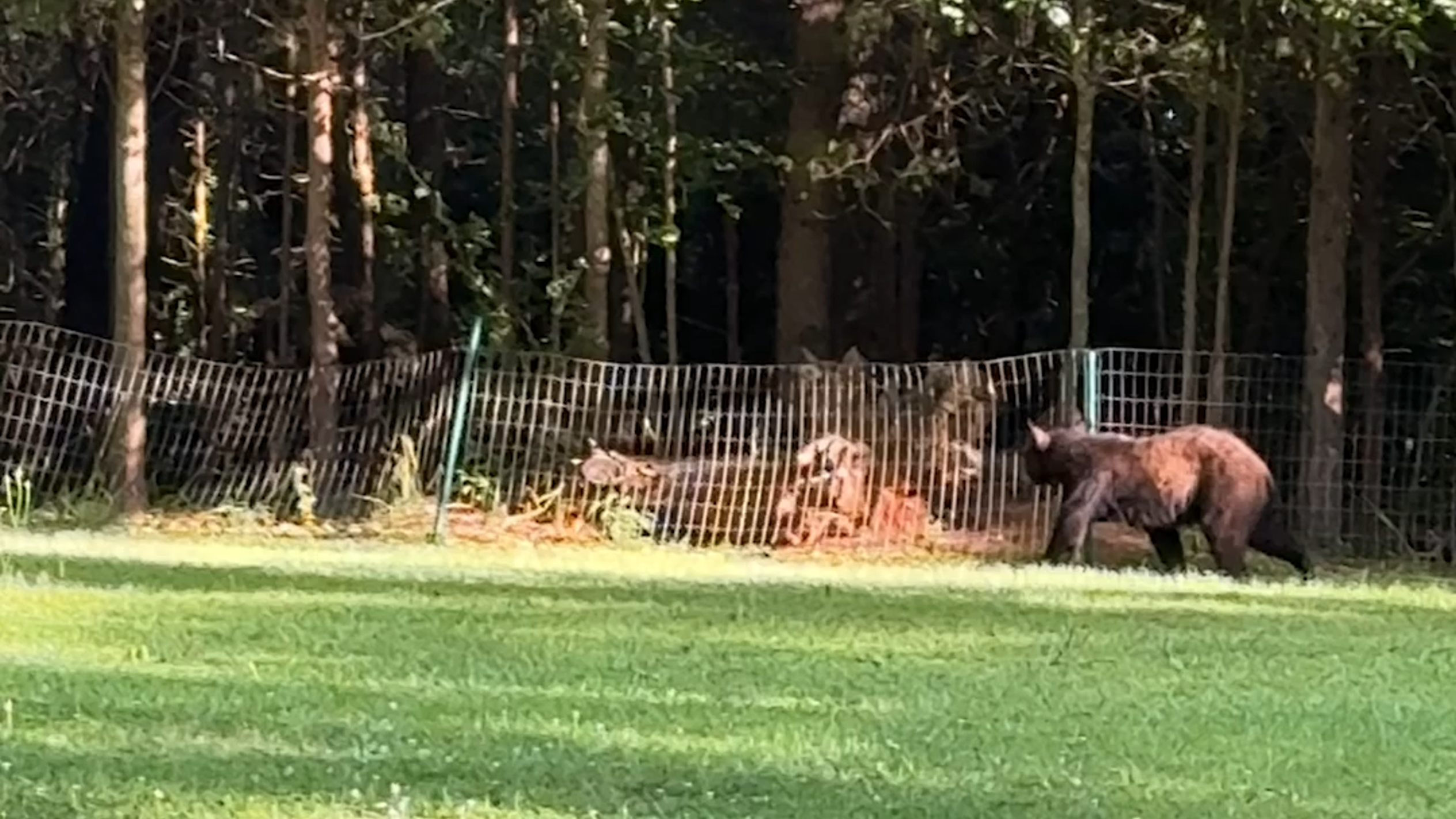 Does this Myrtle Beach area have the highest number of black bears in South Carolina?
