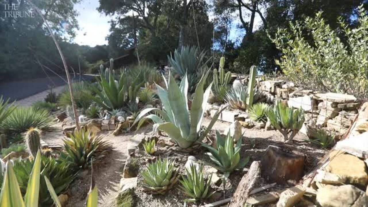 Tour Jim Harlow's agave garden in Templeton
