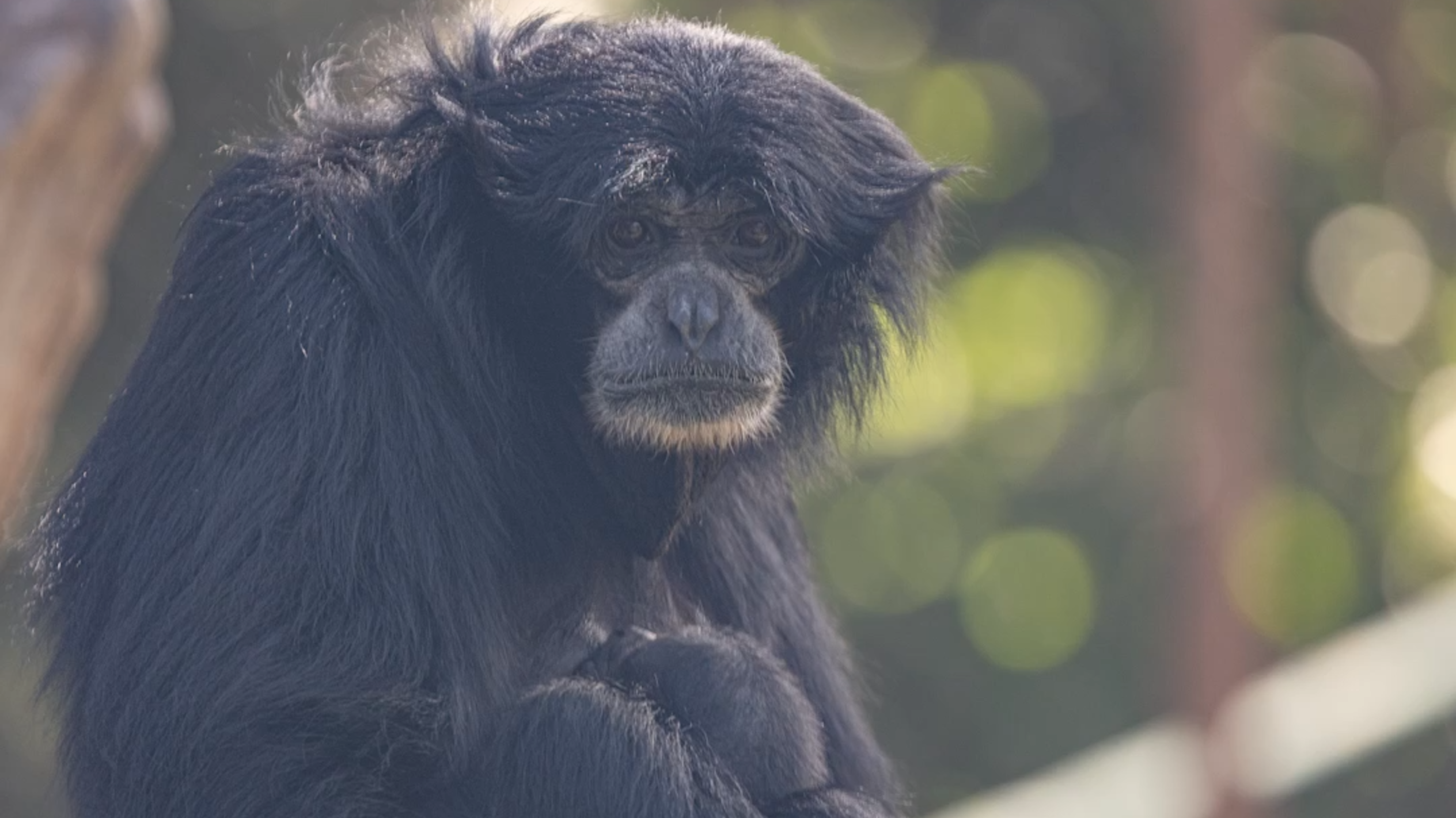 Fresno Chaffee Zoo welcomes new siamang baby