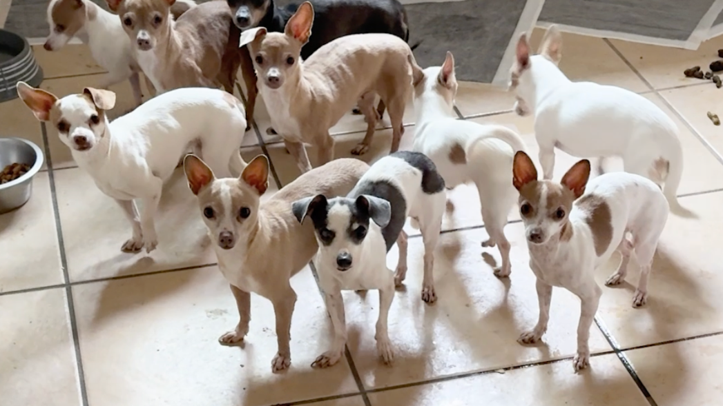 Can I report excessive barking from a Modesto neighbor’s dog? Take these steps