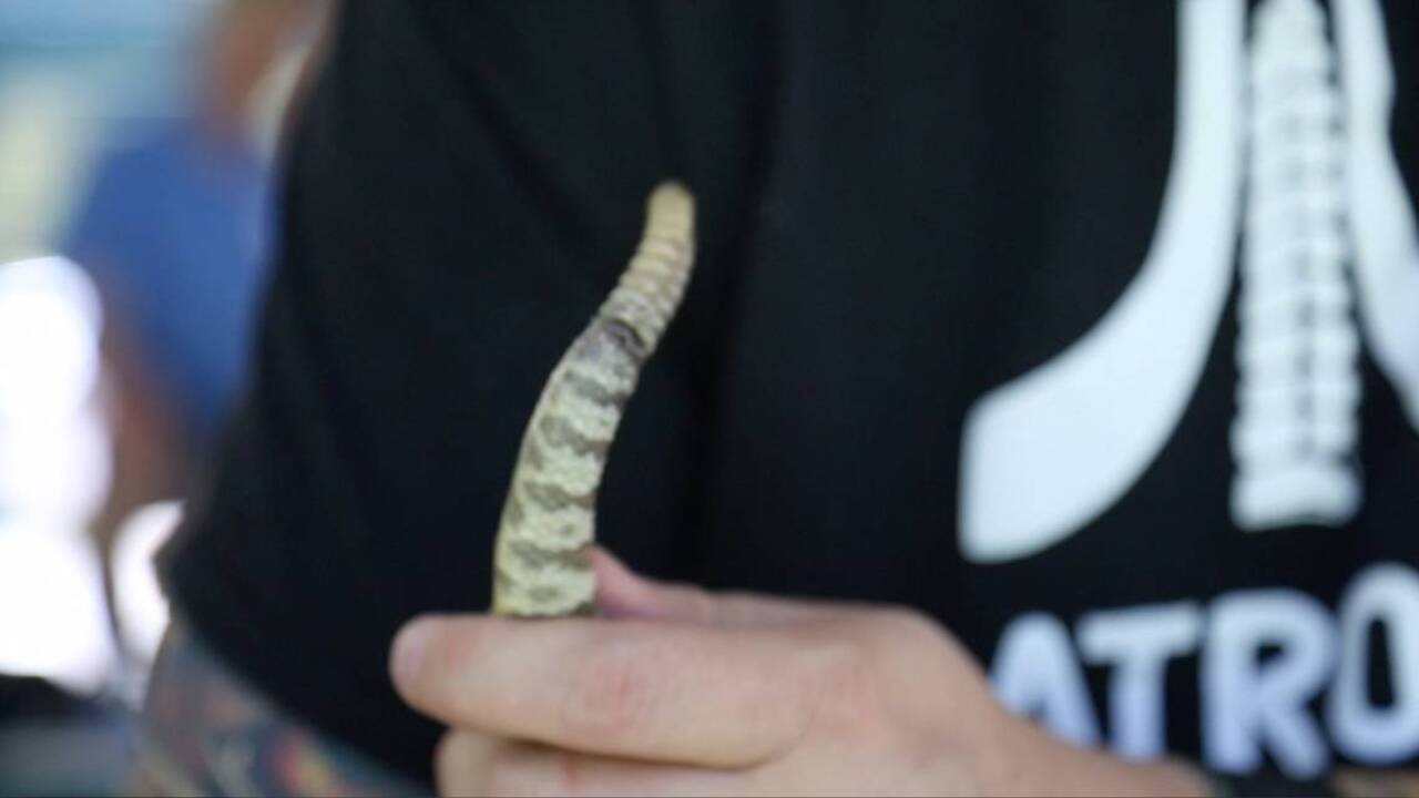 What to know if you meet a rattlesnake