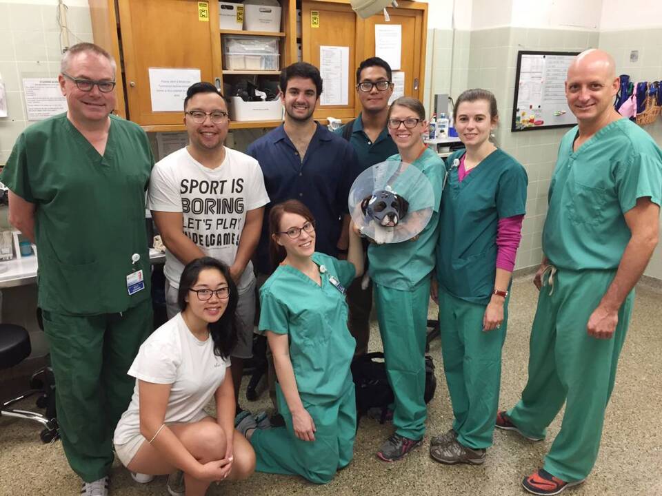 See how UC Davis team’s 3D printed mask helped heal dog’s fractured skull