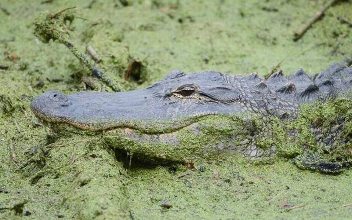 Is warm weather on its way? Here’s how Lowcountry gators know