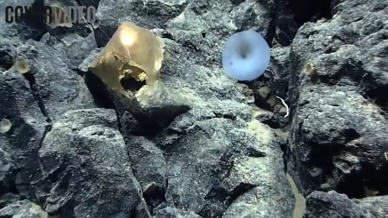Raw video: Alaskan ocean’s ‘mysterious golden orb’ unidentified