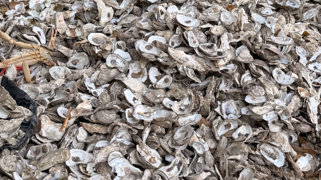 Murrells Inlet restaurant owner shares the impact of oyster recycling